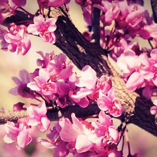 Wallpapers for girls