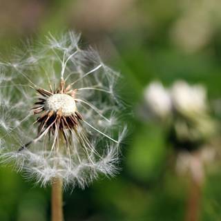 Crassocephalum wallpaper