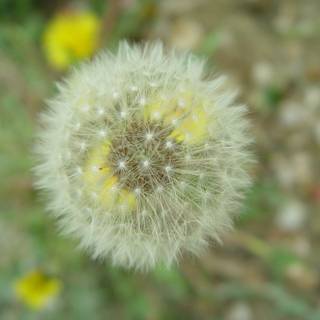 Crassocephalum wallpaper