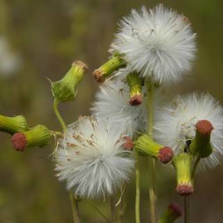 Crassocephalum wallpaper