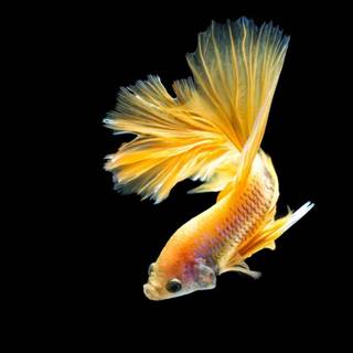 Betta fish wallpaper