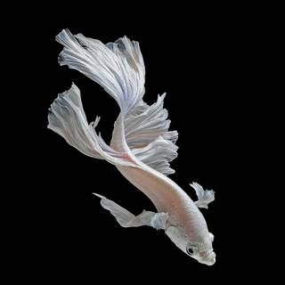 Betta fish wallpaper