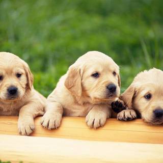 Baby Dogs wallpaper