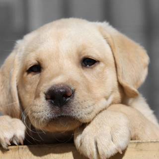 Labrador dog wallpaper