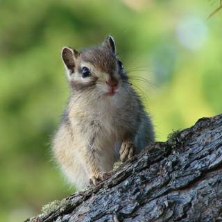 Chipmunks wallpaper