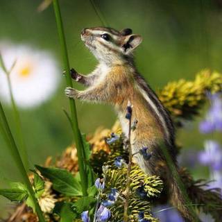 Chipmunks wallpaper