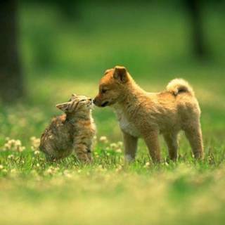 Dogs and cats wallpaper