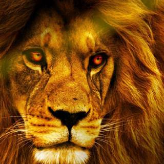 Wild lion wallpaper