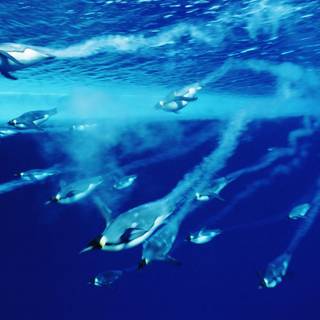 Antarctica wallpaper