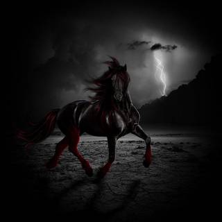 Black horse wallpaper