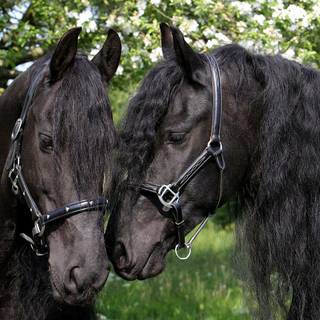 Black horse wallpaper