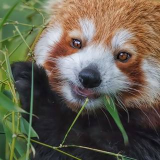 Red pandas wallpaper