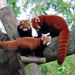 Red pandas wallpaper