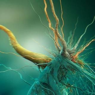 Neuron wallpaper
