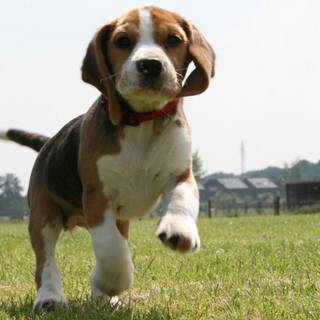 Beagle Puppies wallpaper