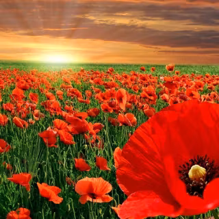Corn poppy wallpaper