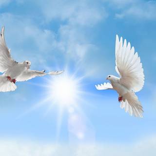 Doves wallpaper
