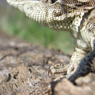 Alligator lizard wallpaper