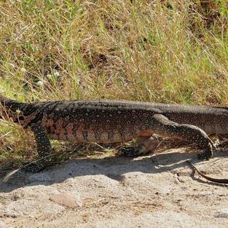 Alligator lizard wallpaper