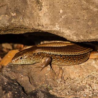 Alligator lizard wallpaper