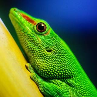 Alligator lizard wallpaper