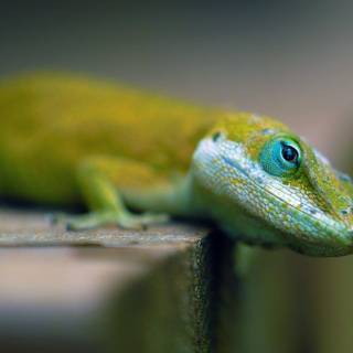 Alligator lizard wallpaper