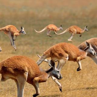 Kangaroos wallpaper