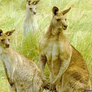 Kangaroos wallpaper