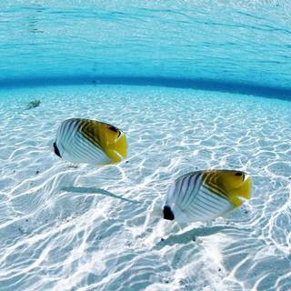 Underwater HD wallpaper