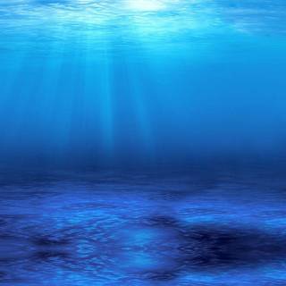 Undersea wallpaper