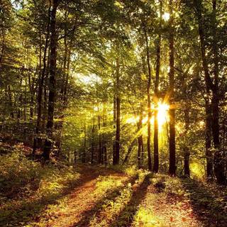 Sunshine HD wallpaper