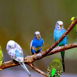 Budgie wallpaper