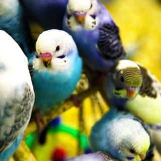 Budgie wallpaper
