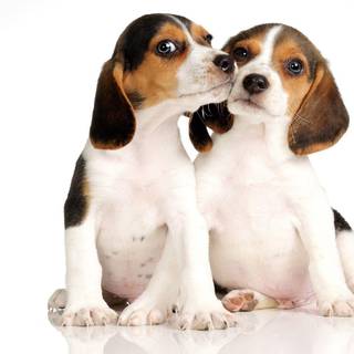 Beagles wallpaper