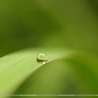 Greenery wallpaper