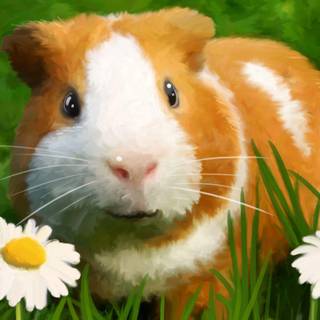 Guinea pigs wallpaper