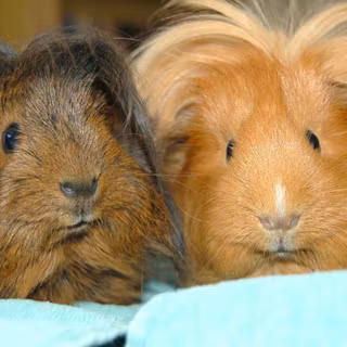 Guinea pigs wallpaper