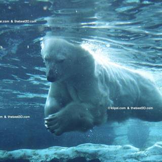 North Pole wallpaper