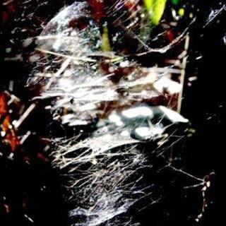 Spyderbilt wallpaper