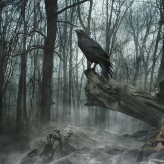 Raven HD wallpaper