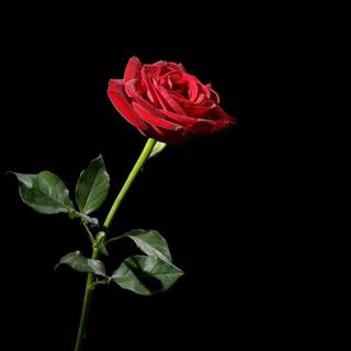 Black and red roses wallpaper