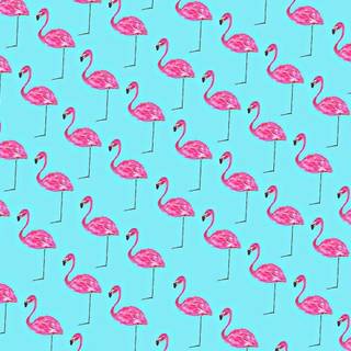 Flamingos wallpaper
