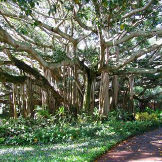 Cypress tree wallpaper