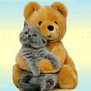 International Cat Day wallpaper