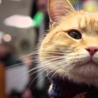 International Cat Day wallpaper