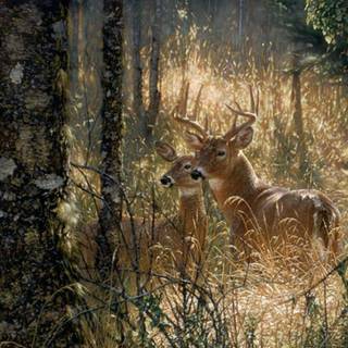 Bow hunting wallpaper