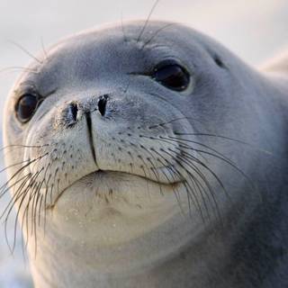 Seal wallpaper