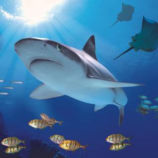 Sea Life London Aquarium wallpaper