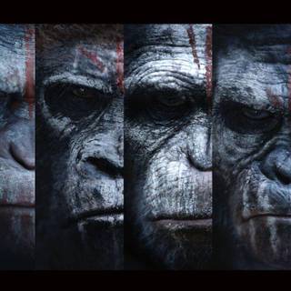 Planet of the Apes wallpaper