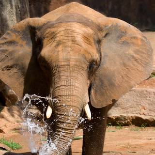 World Elephant Day wallpaper